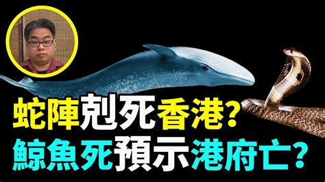 香港蛇陣|[風水]香港毒蛇陣？話你知點解蛇都死（字幕版）